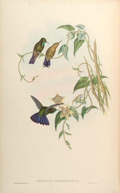 Metallura smaragdinicollis = Metallura tyrianthina smaragdinicollis de John Gould